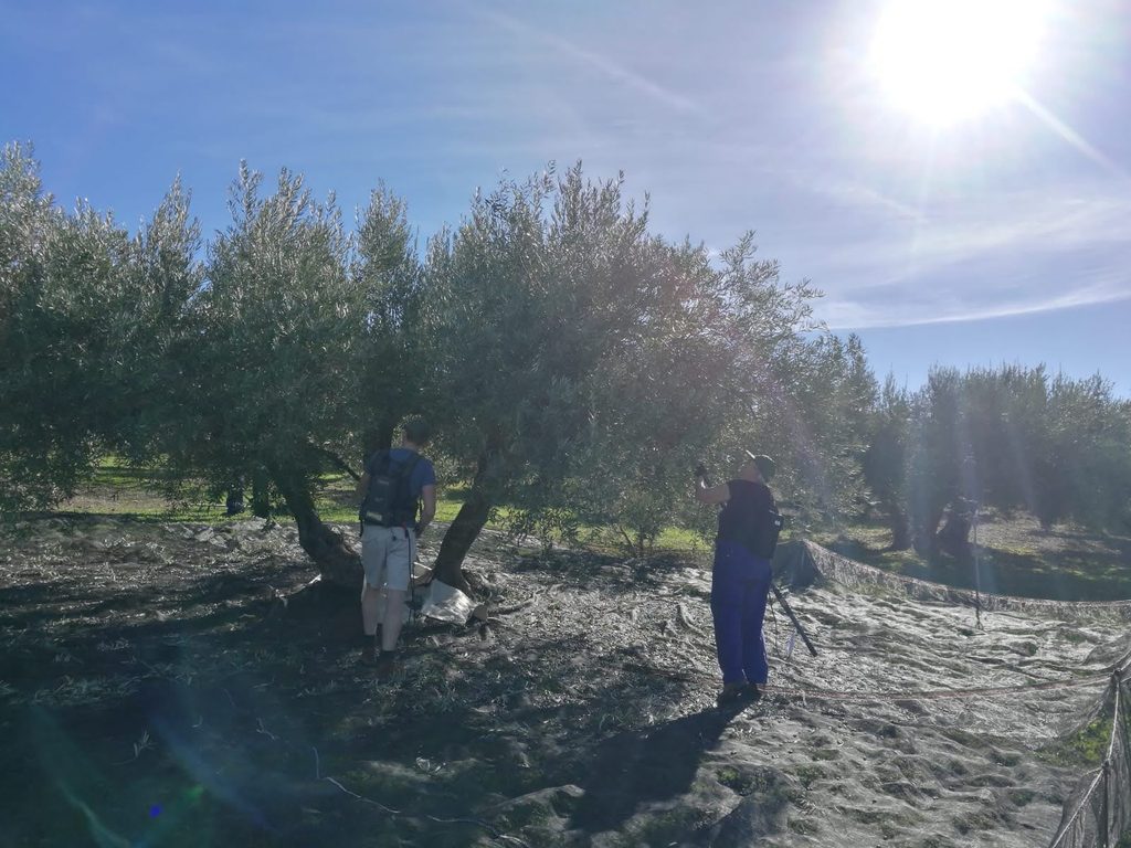 Stripping Olives from the trees