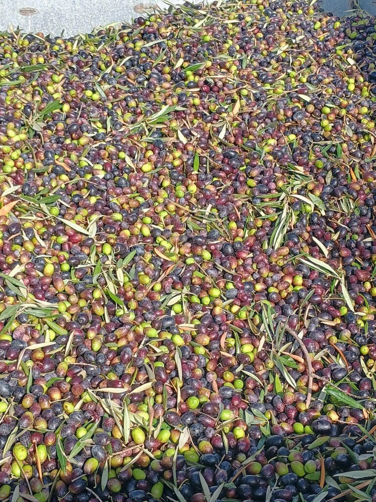Hundreds of olives
